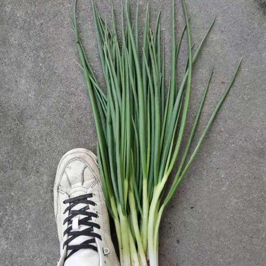 德阳长白大葱  大量小葱黑葱大量出售，欢迎咨询