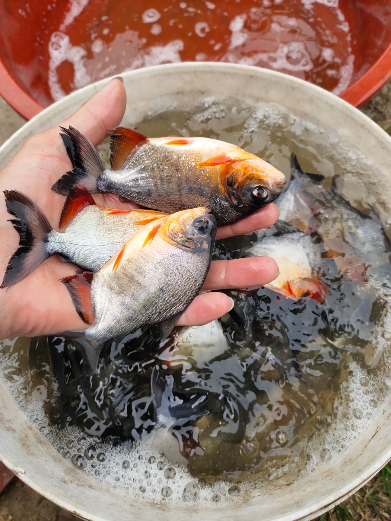  白鲳鱼苗，规格齐全，渔场直销，量大从优，支持全国发货