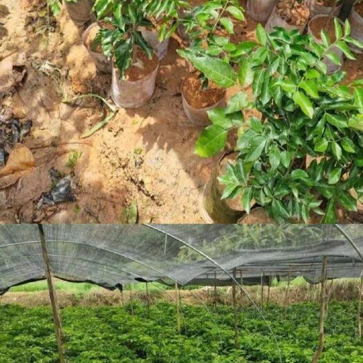 灵山县黑黄皮果苗  紫肉黄皮果苗，种植简单方便，收成高