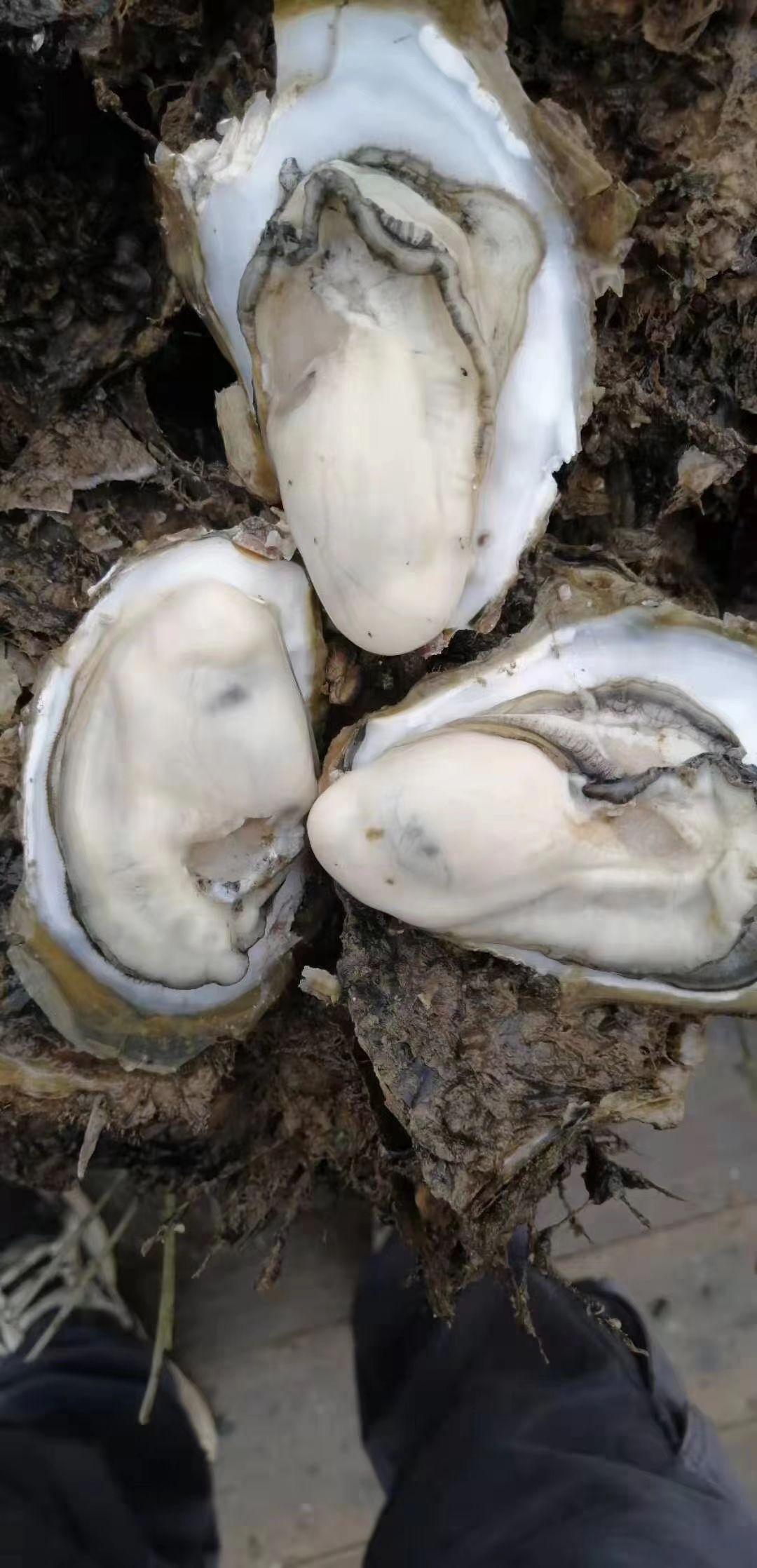 牡蛎  广东湛江生蚝台山生蚝整箱批发
