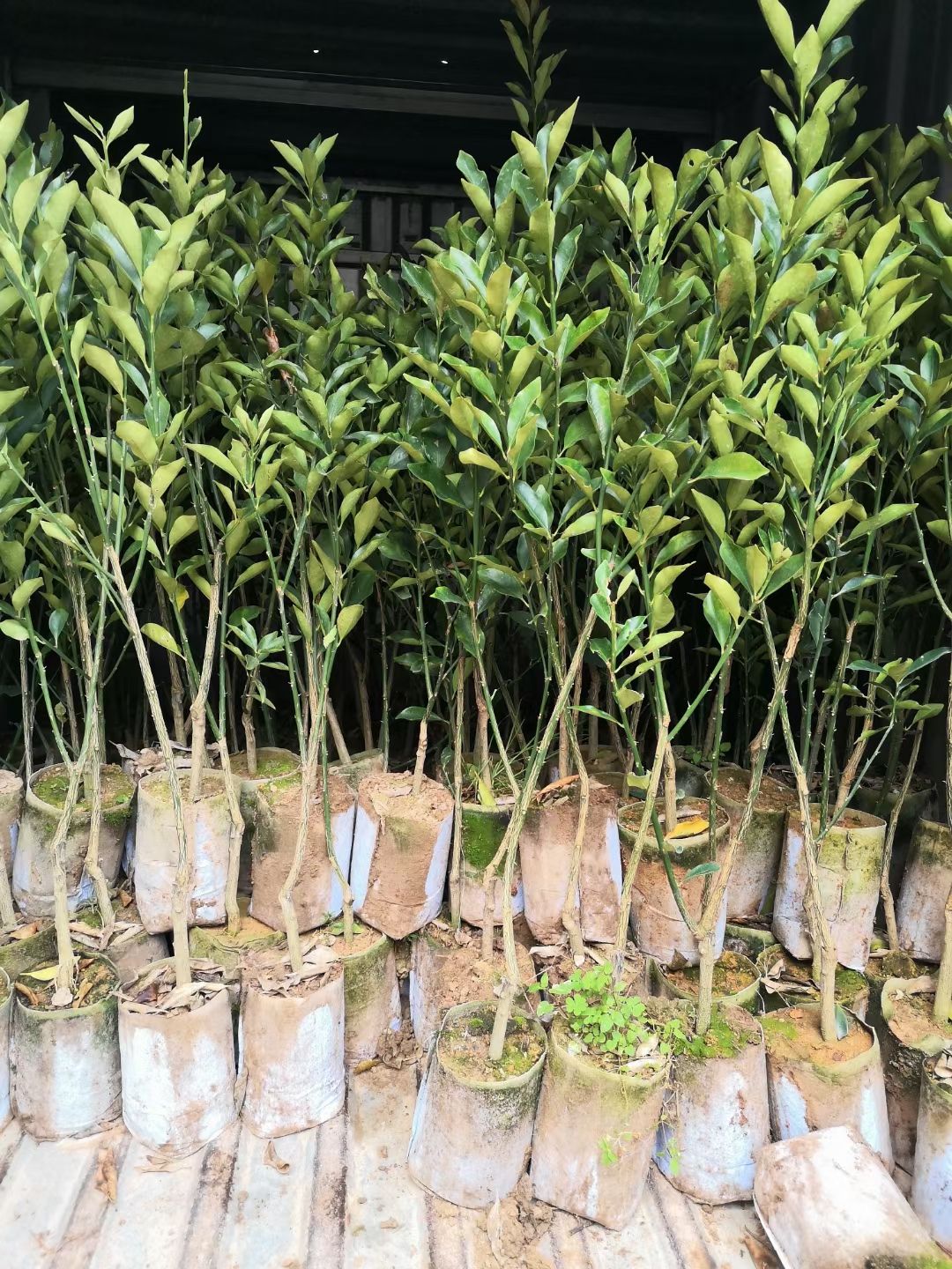脆蜜金柑苗  脆蜜金柑树苗，广西融安脆蜜金桔树苗