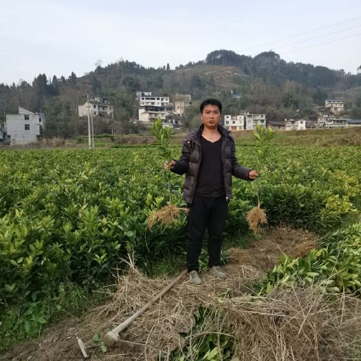 秀山纽荷尔脐橙苗，大芬四号，白皮柚等等