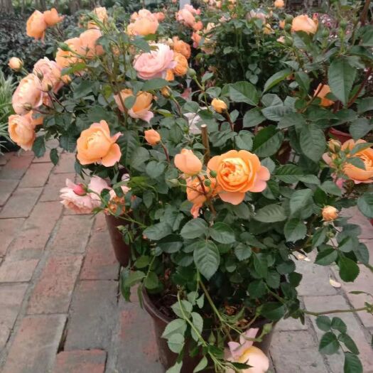 基地直供发货室内室外绿植景观盆景盆栽花卉果汁阳台
