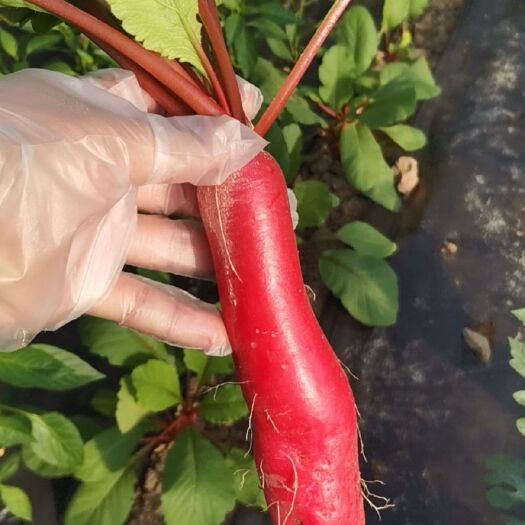 淄博红皮萝卜 出售紫皮春萝卜，量大质优价廉