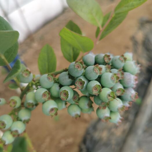 东港市薄雾蓝莓 东港龙王庙蓝莓基地