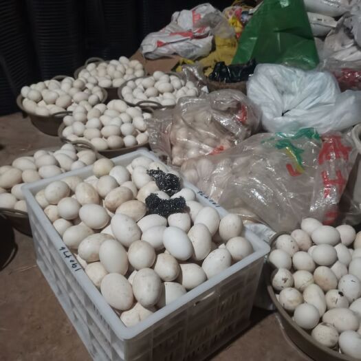 南部县土鹅蛋 食用 散装 