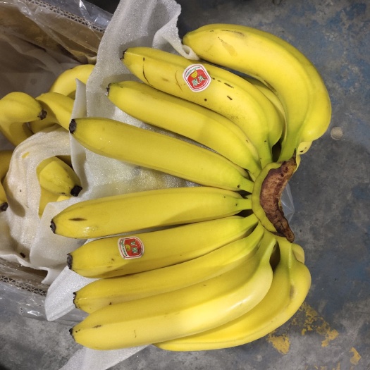 廊坊香蕉 所有产品保质量