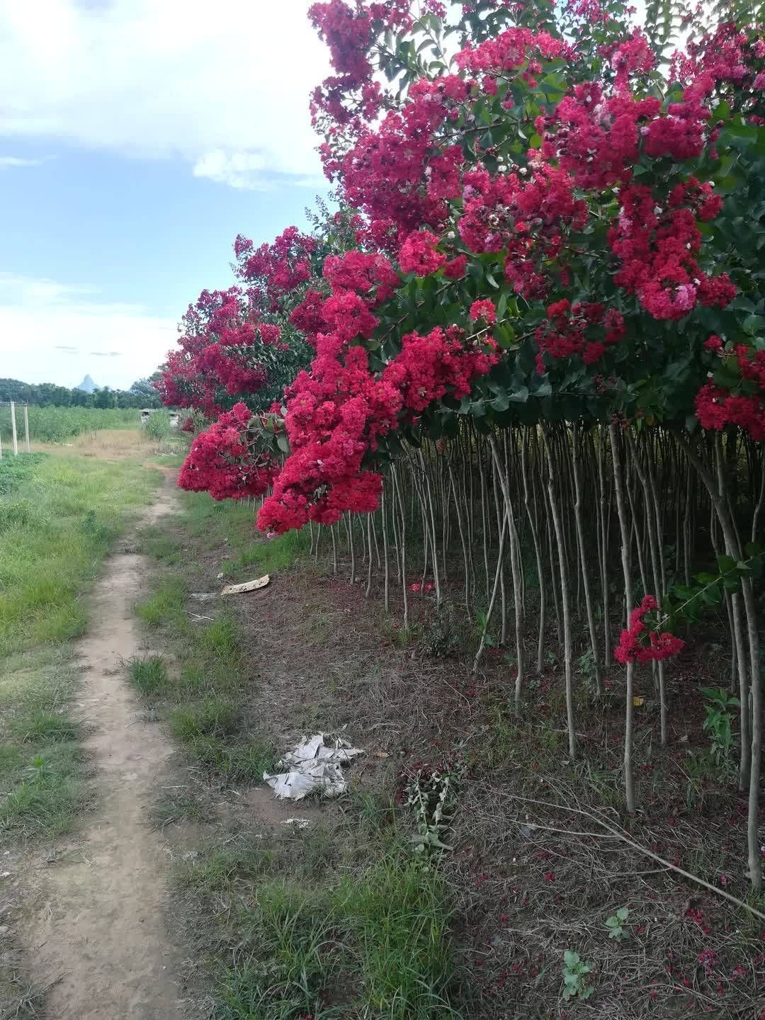 国旗红紫薇  紫薇 美国紫薇 红火球 红花紫薇，地径3公分