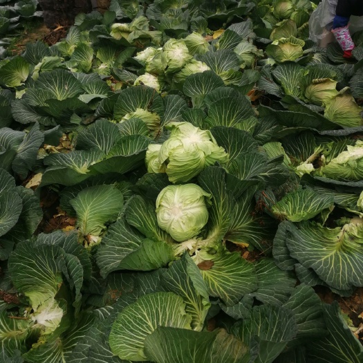 重庆市绿包菜 重庆市重庆市武隆区 2.5~3.0斤 