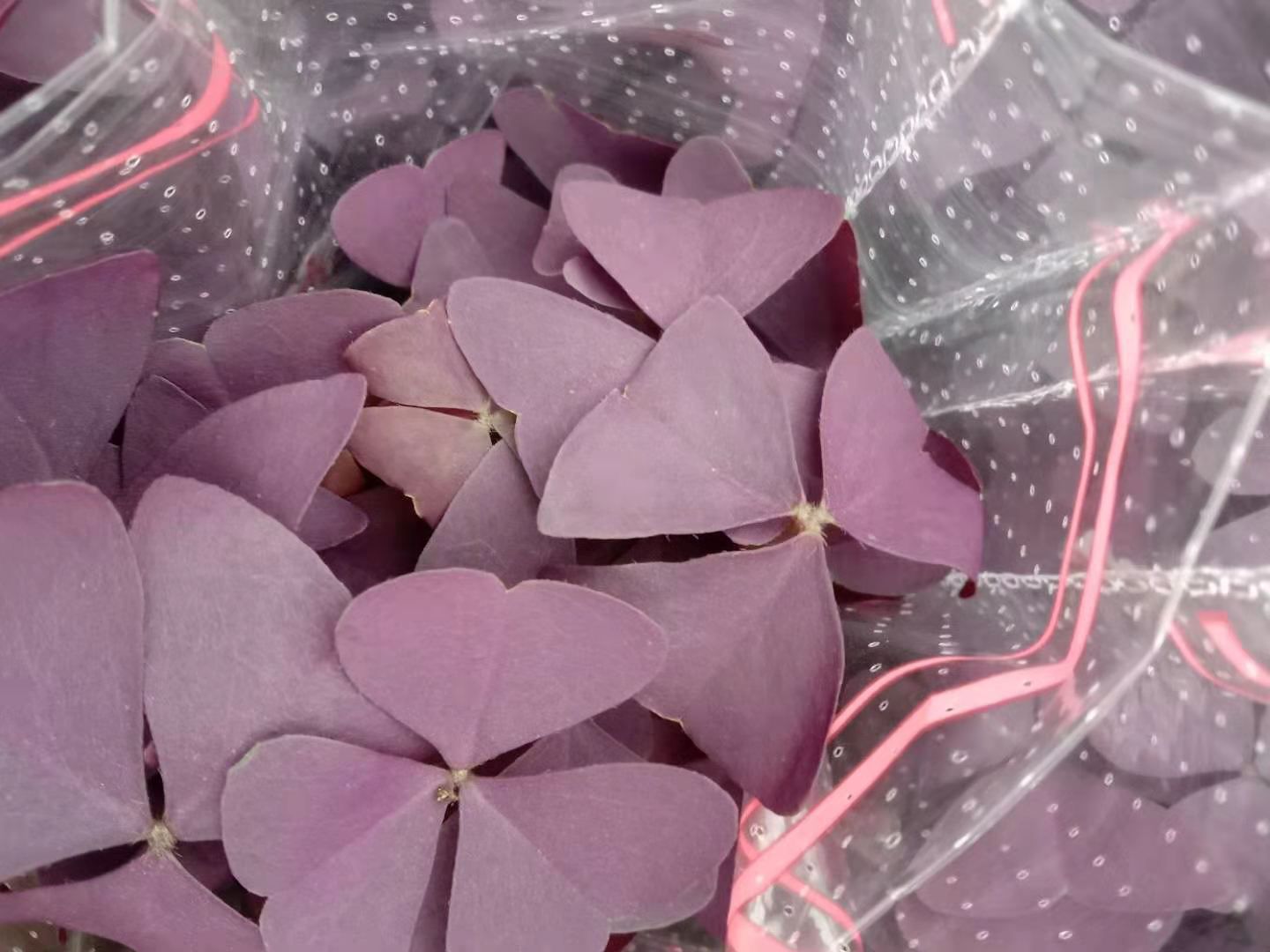 紫叶酢浆草  基地直供发货室内外办公室景观花卉盆栽盆景幸运草