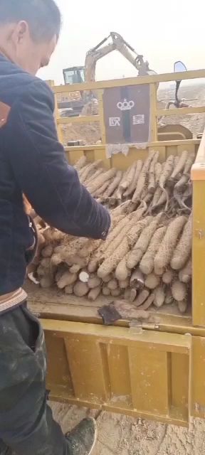 白玉山药 河北省邯郸市大名县 50~70cm 