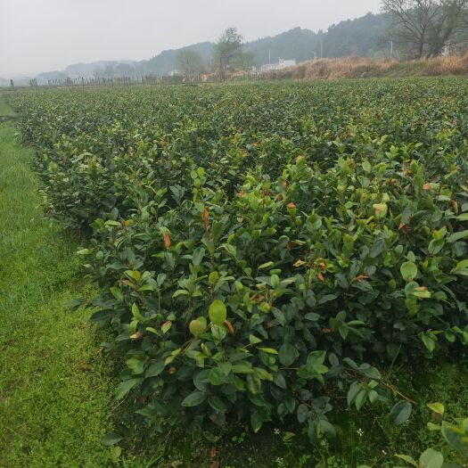 攸县茶树苗 实生茶苗1年生