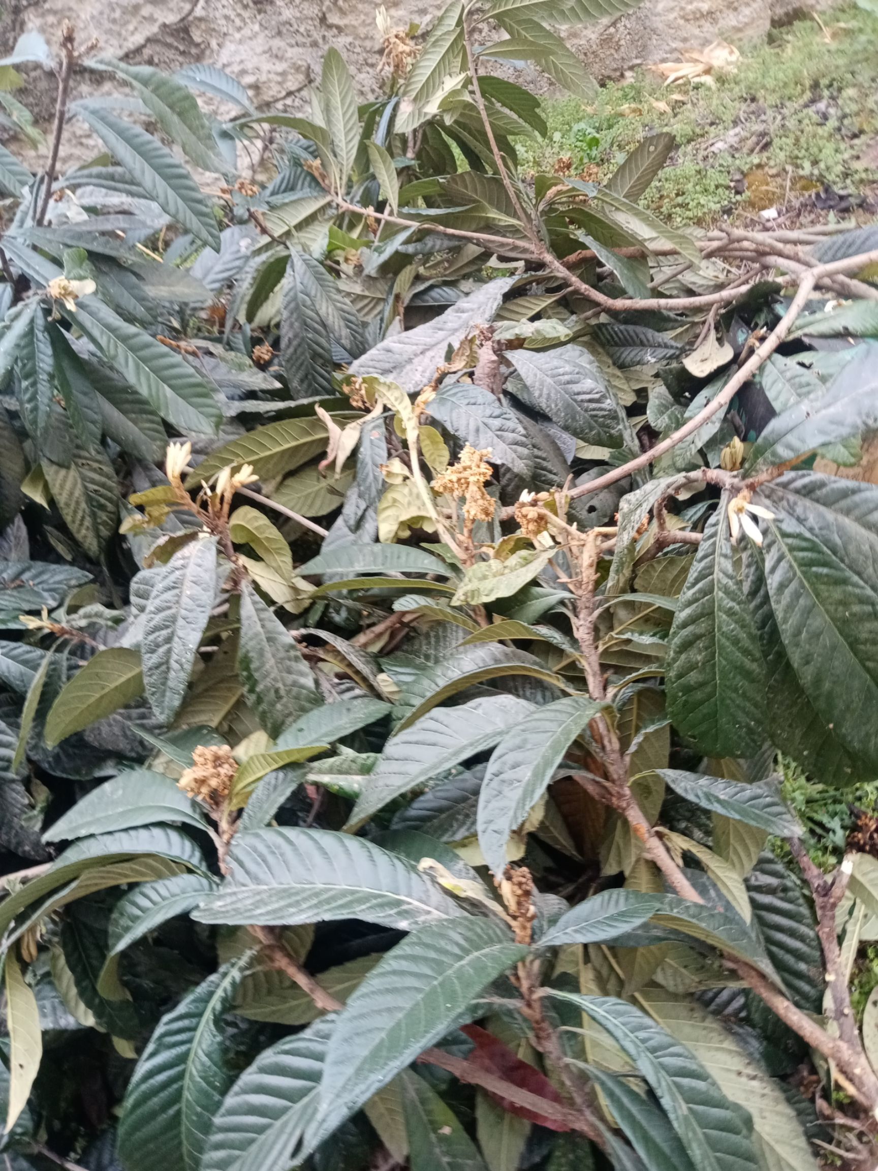 枇杷叶 干货