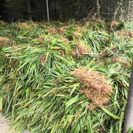安吉县鸢尾，各种陆生生生鸢尾，基地直销