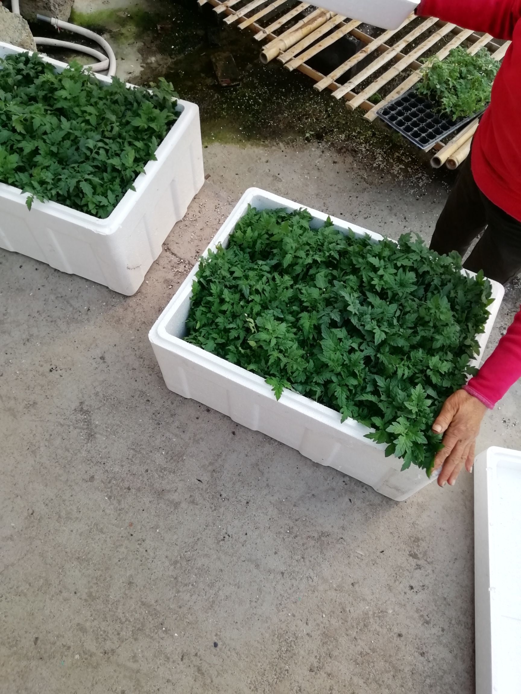 大粉番茄苗 三叶一心 