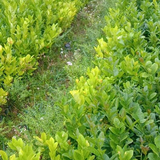 化州市广东无籽香水柠檬苗