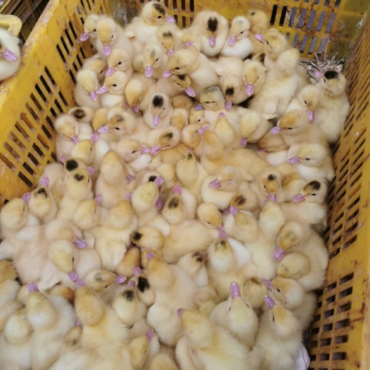 南宁番鸭苗 一点头鸭苗m18