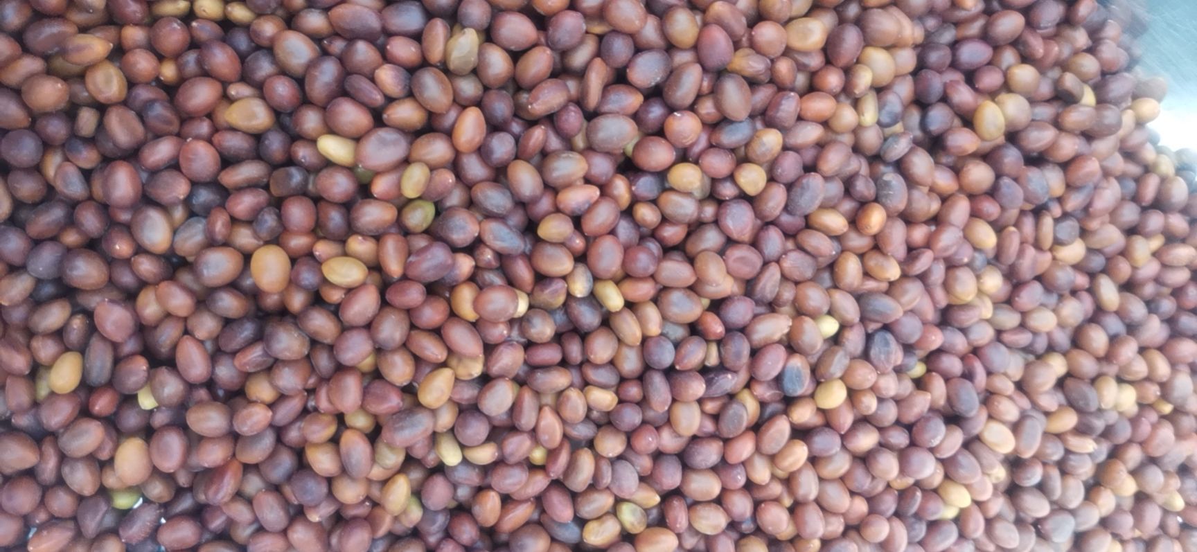 皂角种子 大量出售大皂角籽和中皂角籽及种子