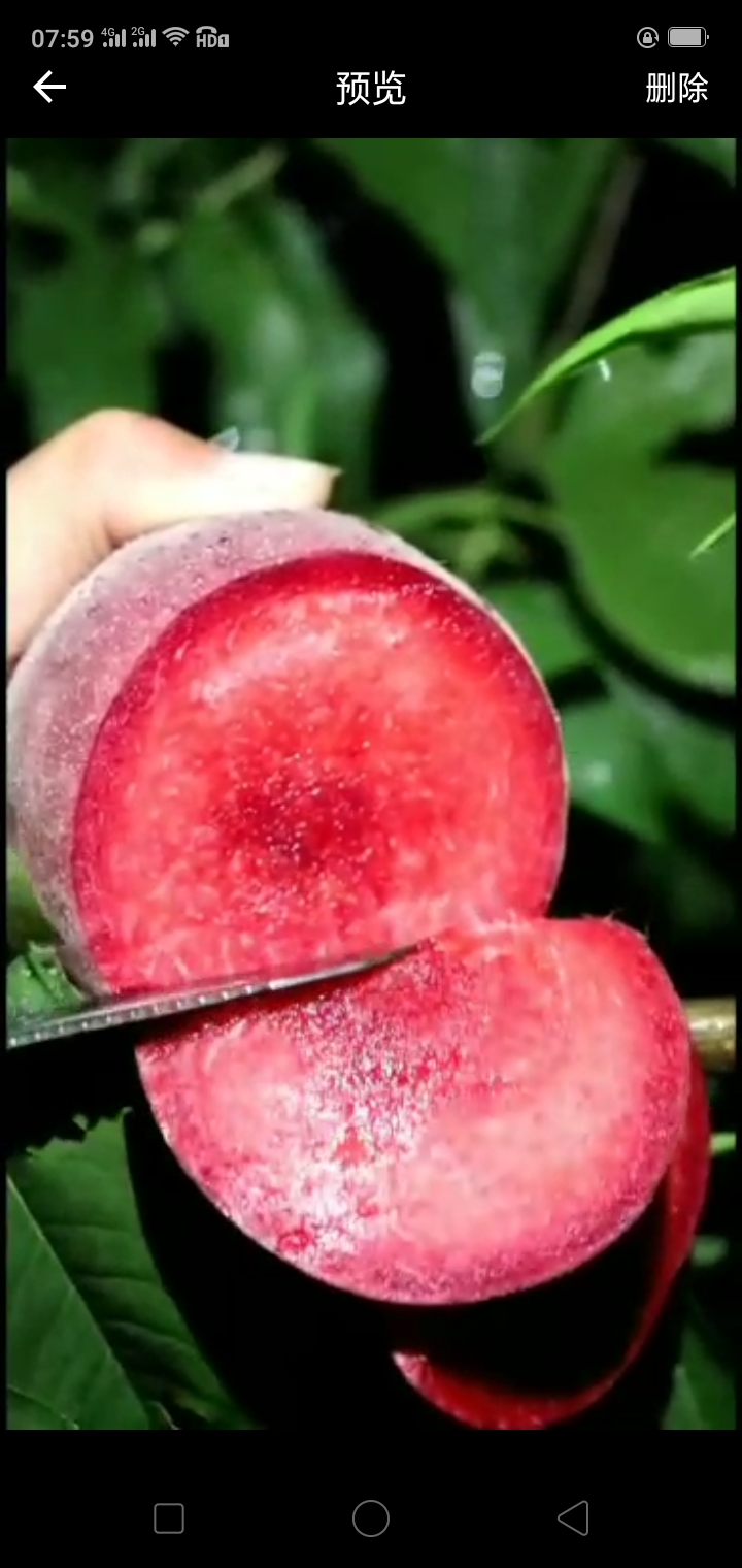 血桃苗 0.6公分以上 