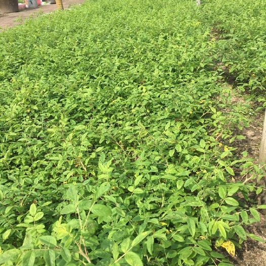 开原市多季刺玫 多季刺梅   四季玫瑰