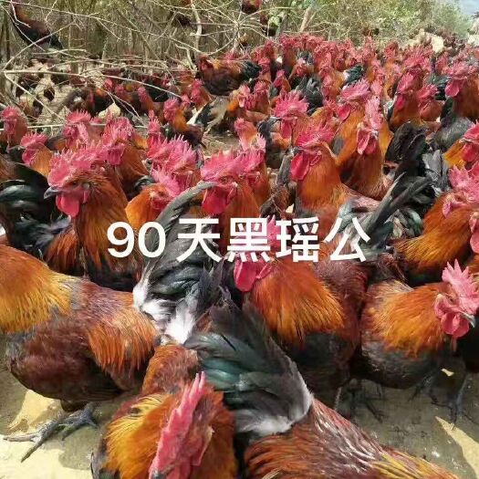 兴业县瑶鸡苗  黑瑶鸡公  童鸡