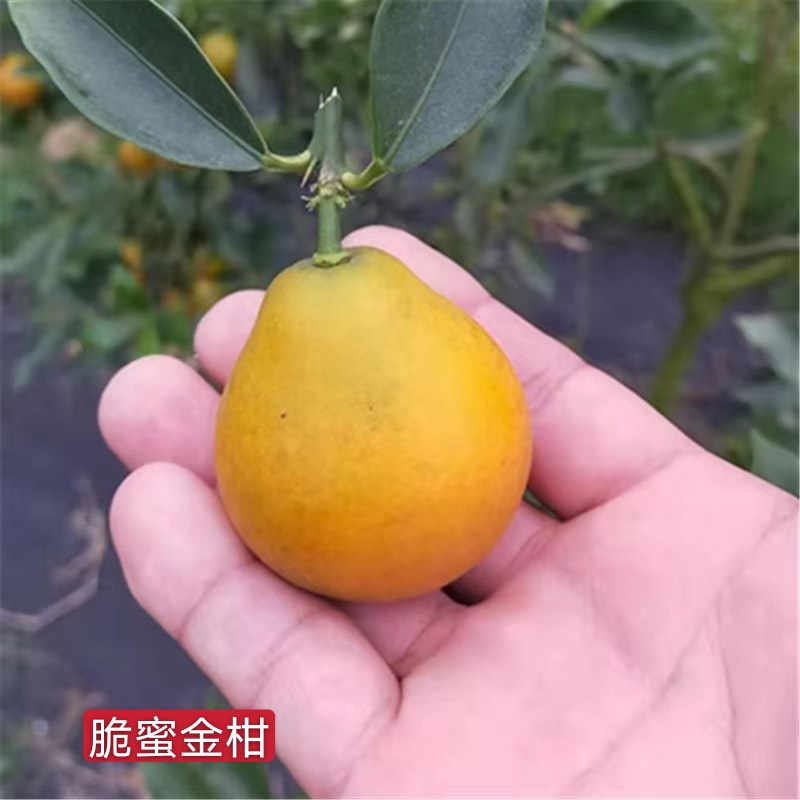 脆蜜金柑苗  脆蜜金柑树苗，广西融安脆蜜金桔树苗