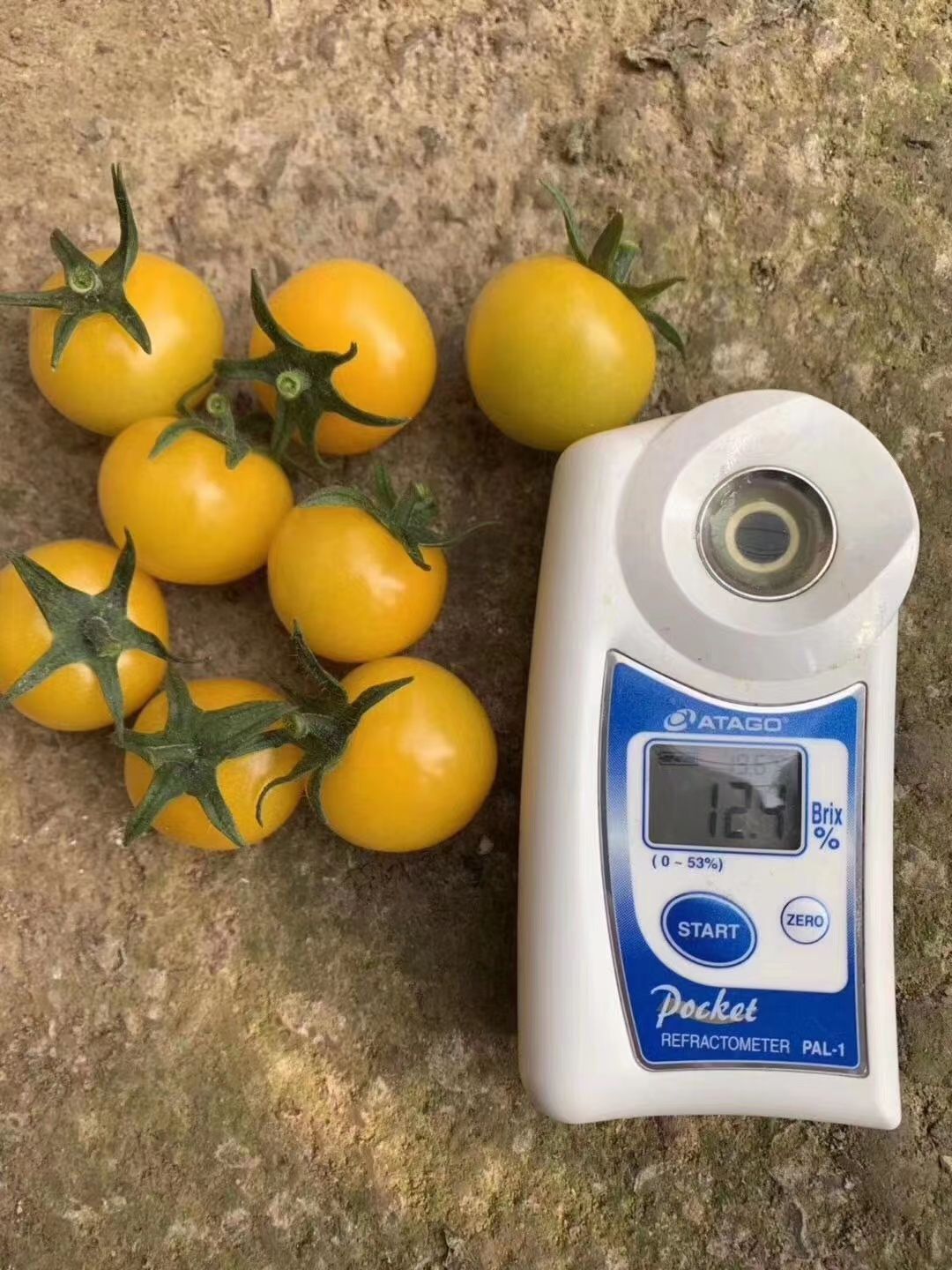 圣女果苗  小黄西红柿苗黄罗曼冠蔬明珠圣女果种苗供应