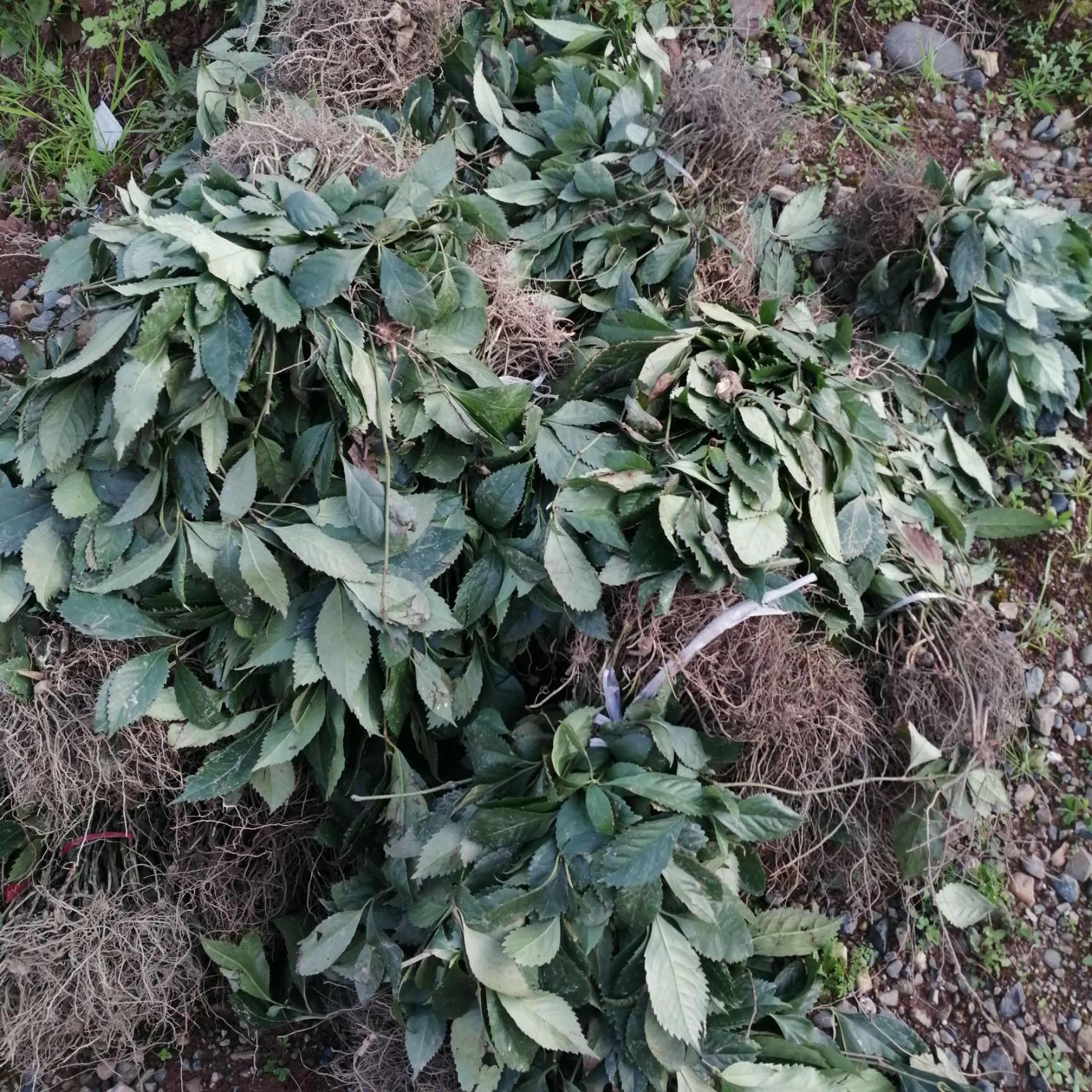 四川草珊瑚苗，种植基地，多年生草本植物，生命力强。一次性投资