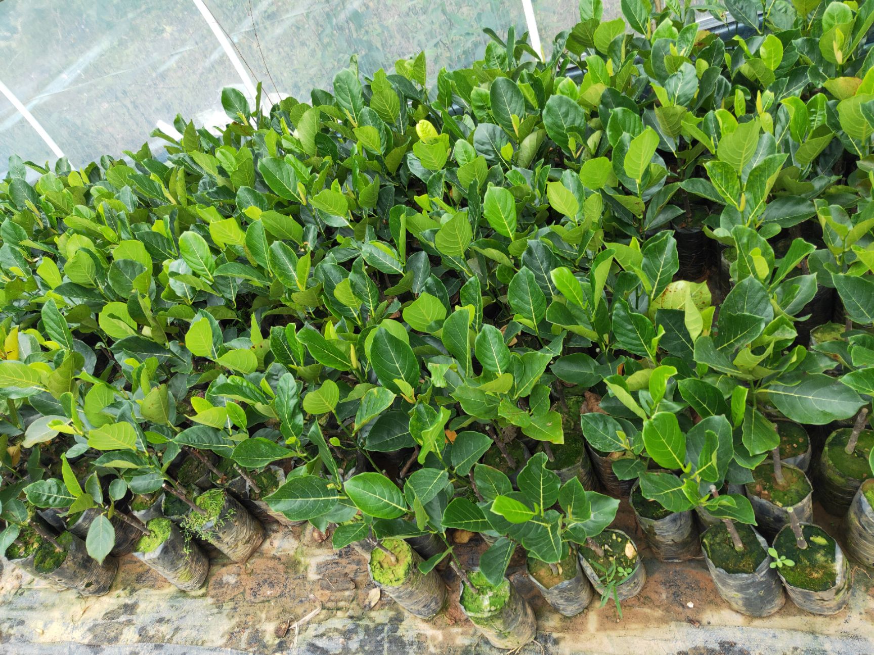 海大1号菠萝蜜苗  1号菠萝蜜果苗  热带水果，果子长长大大个