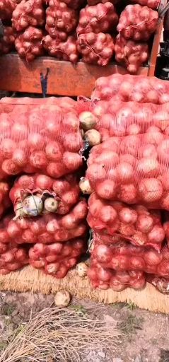黄皮洋葱  黄葱大量供应，产地直销，合作共赢，保证质量