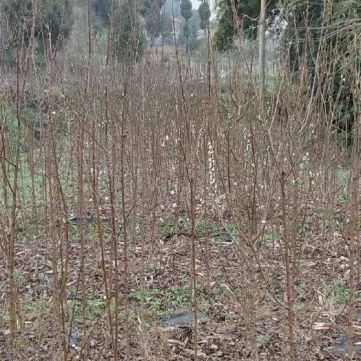 苍溪县蜂糖李树苗  蜂糖李，大苗，第二年挂果，自家果树直采会条，精品假一赔十