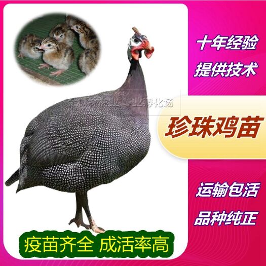 南宁供应优质珍珠鸡苗活体，诚信经营，全程提供养殖技术。