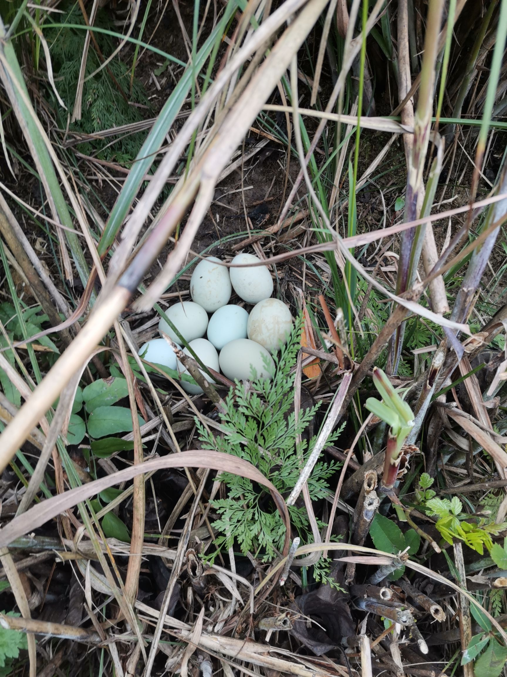 绿壳蛋 食用 箱装