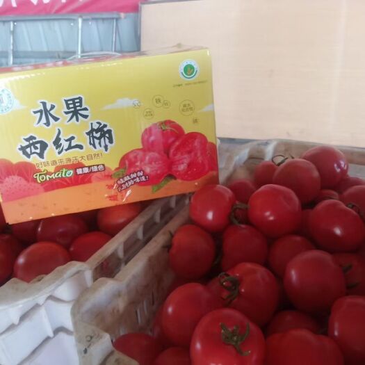 晋中水果西红柿 普罗旺斯
