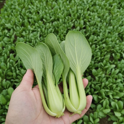 太和县精品上海青小白菜