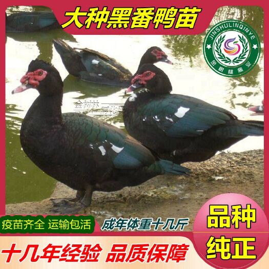 南宁大种黑番鸭苗火鸭玉土西洋鸭红脸鸭干鸭旱鸭苗大花正番鸭苗