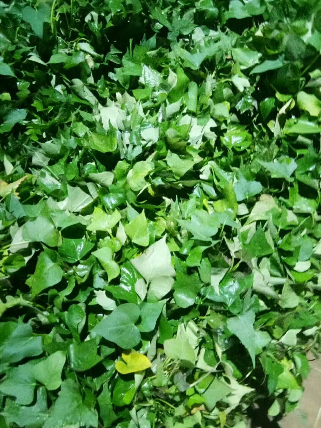 秦薯5号红薯苗  红薯苗脱毒一代，秦薯五号，西瓜红，济薯26精品苗子。