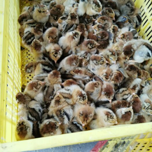 南宁K9鸡苗 k9鸡苗  快大型肉鸡  包打疫苗，包运输损耗  品质保证