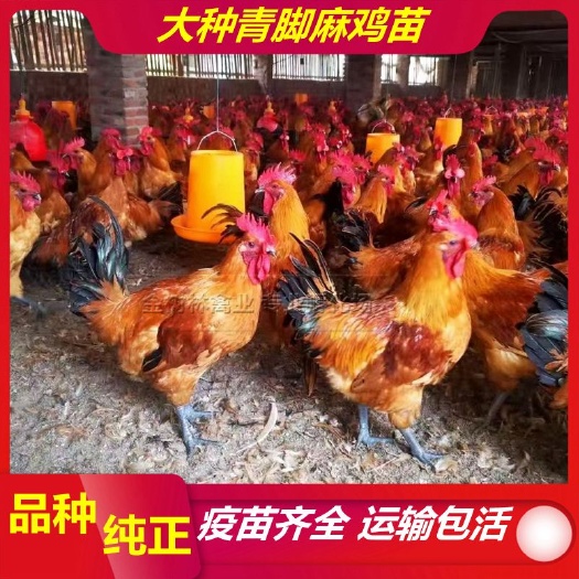南宁肉鸡苗  优质大种青脚麻鸡苗纯种快大型肉鸡，提供技术指导。
