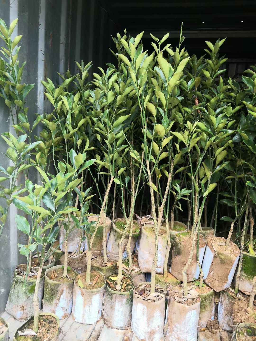 脆蜜金柑苗  脆蜜金柑树苗，广西融安脆蜜金桔树苗