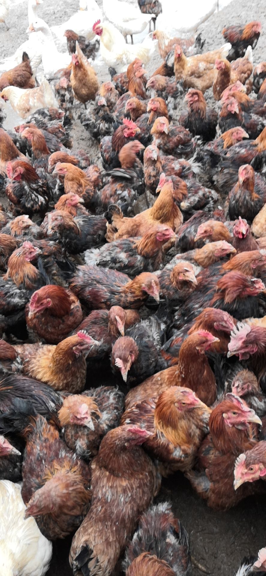 杂交鸡 散养大公鸡