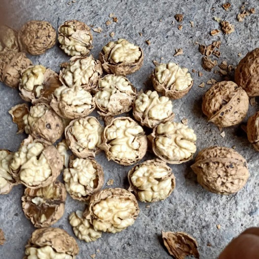 修文县泡核桃  云南麻子核桃！皮薄！仁好！手捏既开