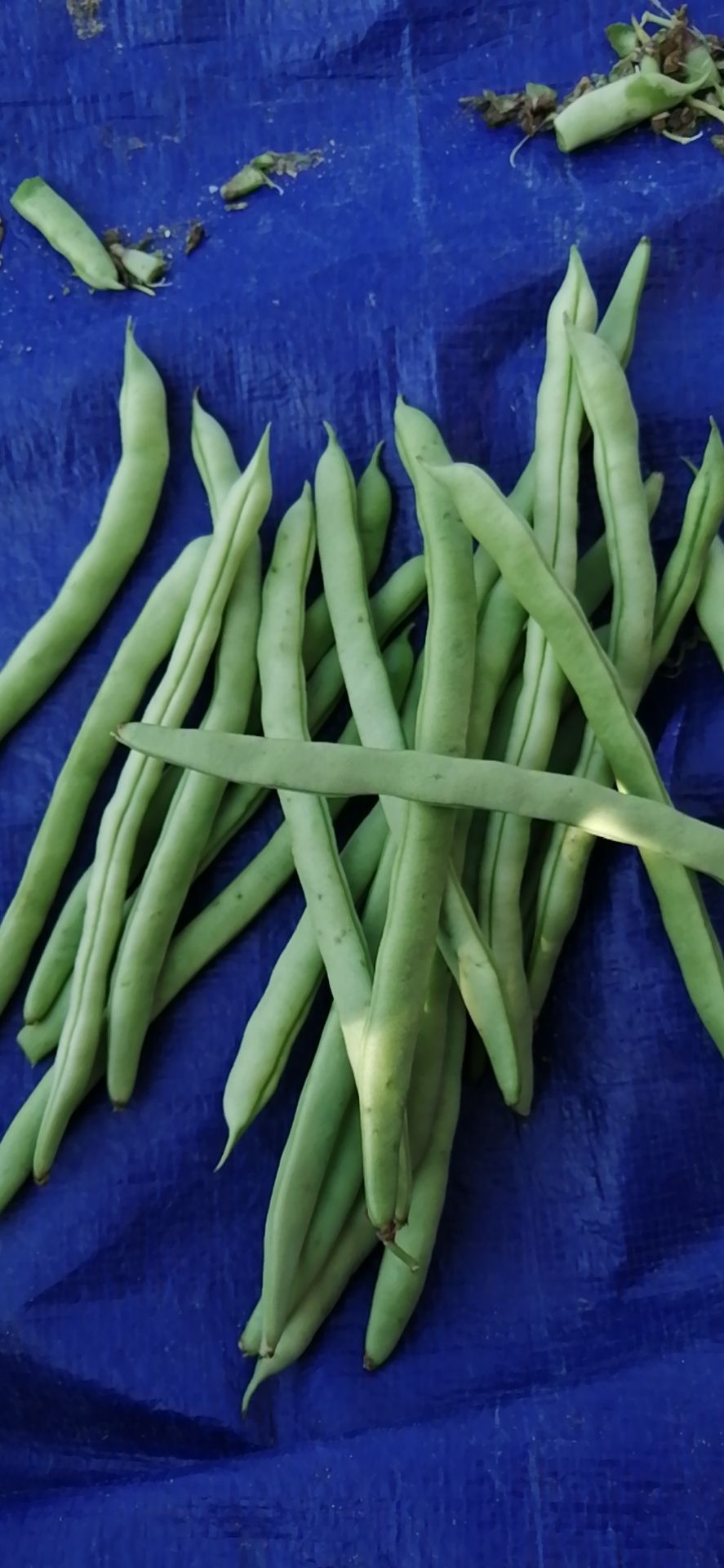 无筋豆角  海南四季豆