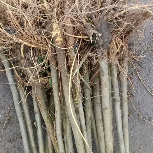河池蛋白桑苗 一到两公分蛋白桑可用作于占地苗，养蚕，养牛都可以