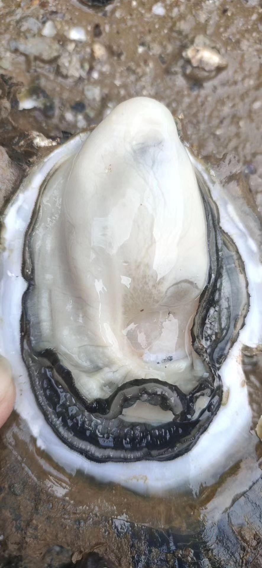 牡蛎  广东湛江生蚝台山生蚝整箱批发