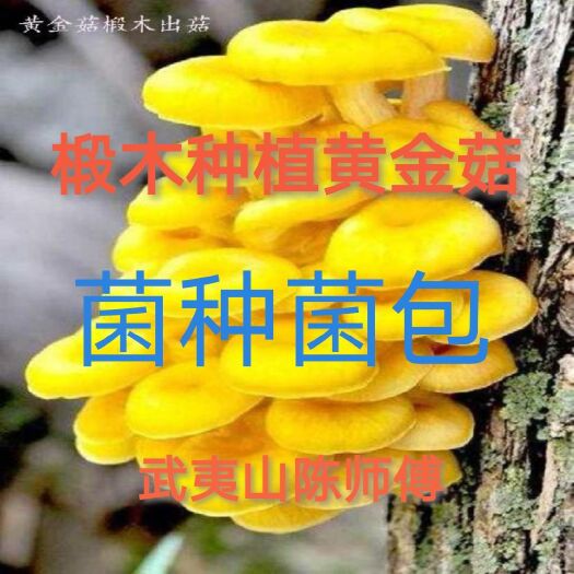 南平榆黄蘑菌种  黄金菇榆黄蘑黄菌蘑菇菌包菌菇包种种植食用菌栽培