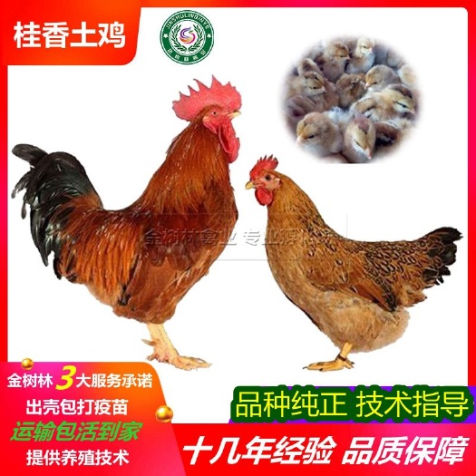 南宁正宗灵山土鸡苗桂香土鸡苗凤翔土1.5土2麻鸡苗阉鸡苗品种
