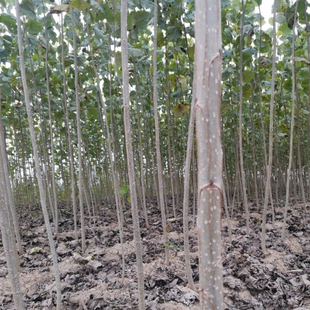 无絮杨  速生长无絮棉树条子，一年的苗，粗1公分以上的，