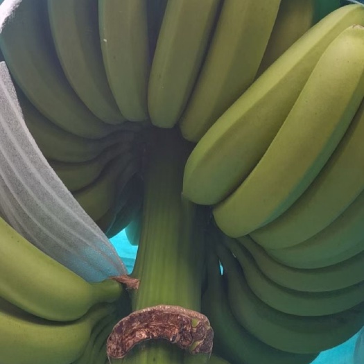 屏边县香蕉 大量供应好货！