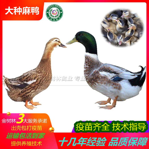 南宁大种麻鸭苗青头鸭杂交鸭水鸭郊区鸭土鸭，诚信经营，